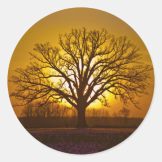 Adesivo Redondo Bur Oak Sunset