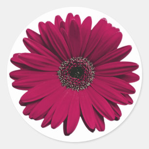Adesivo Redondo Burgundy Gerbera Daisy Flower Envelope Seal