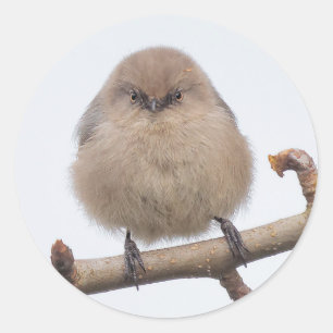 Adesivo Redondo Bushtit fêmea na árvore de pera