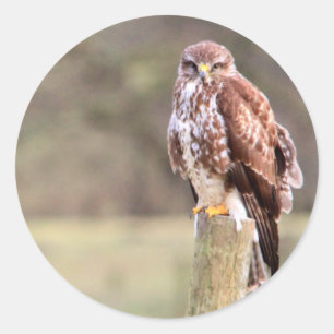 Adesivo Redondo Buzzard