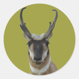 Adesivo Redondo Cabeça de antílope-pronghorn macho de face escura