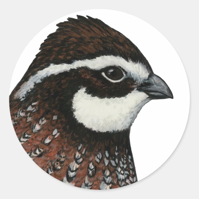 Adesivo Redondo Cabeça de Codorna Bobwhite (Frente)
