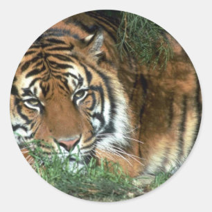Adesivo Redondo Cabeça de descanso do tigre no Foreleg