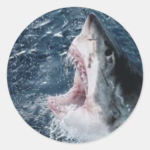 Adesivo Redondo Cabeça do grande tubarão branco
