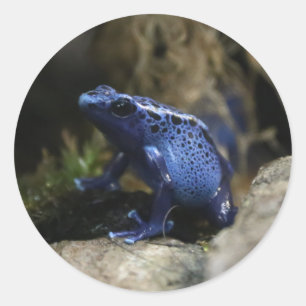 Adesivo Redondo Cabeçote de Tarot do Sapo de Seta Azul Venenosa