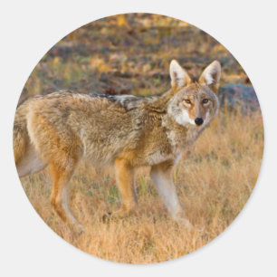 Adesivo Redondo Caça ao coiote (Canis Latrans)