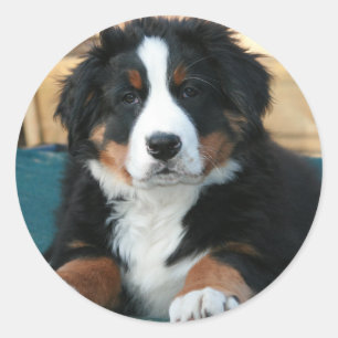 Adesivo Redondo cachorrinho-da-montanha-berna