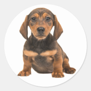 Adesivo Redondo Cachorrinho Dachshund Marrom Coração de Amor