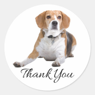 Adesivo Redondo Cachorro Beagle Fofo Presente Mamãe Papai Filhote