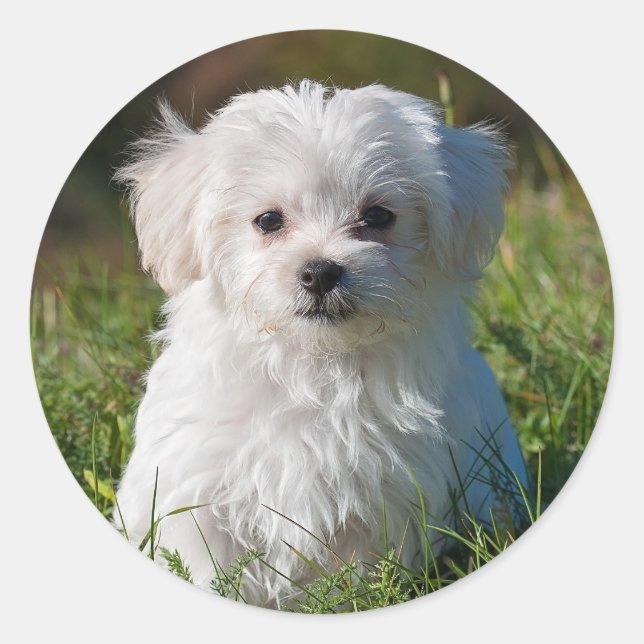 Adesivo Redondo Cachorro branco branco liso Maltês Cachorro (Frente)