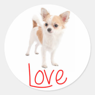 Adesivo Redondo Cachorro Chihuahua de Cabelo Longo Amor