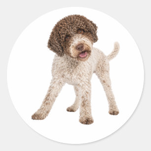 Adesivo Redondo Cachorro Curioso Lagotto Romagnolo Rosto Doce Ades