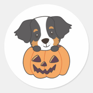 Adesivo Redondo Cachorro De Montanha Bernese Em Cães De Pumpkin Fe