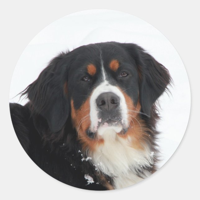 Adesivo Redondo Cachorro de Montanha Bernese Personalizável (Frente)