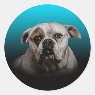 Adesivo Redondo Cachorro Escuro com Gradação Preta Azul