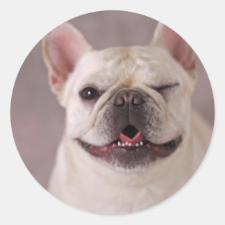 Adesivo Redondo Cachorro francês chato