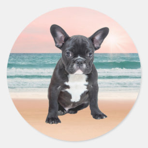 Adesivo Redondo Cachorro francês fofo na praia ao sol na água