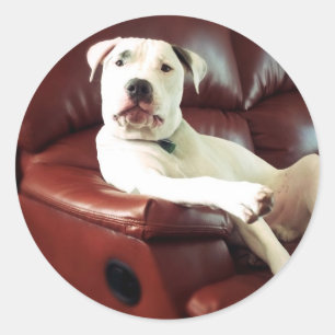 Adesivo Redondo cachorro pit bull branco engraçado no sofá