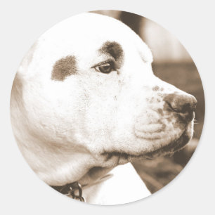 Adesivo Redondo cachorro pitbull cor sépia ódio ato não raça