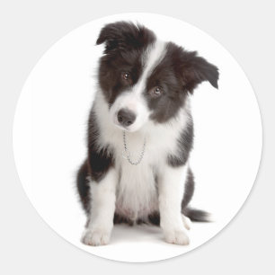 Adesivo Redondo Cachorro Preto e Branco Border Collie Filhote