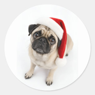 Adesivo Redondo Cachorro Pug Fawn Natal Chapéu de Papai Noel Olhos