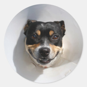 Adesivo Redondo Cachorro sorrindo engraçado