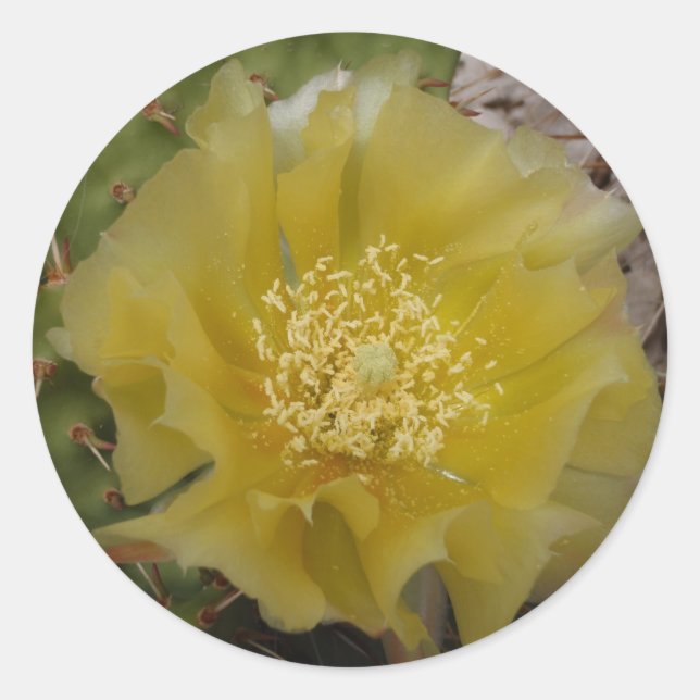 Adesivo Redondo Cacto Amarelo em Flor (Frente)