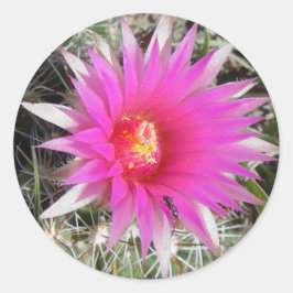 Adesivo Redondo Cacto Bola F12 "Escobaria vivipara"