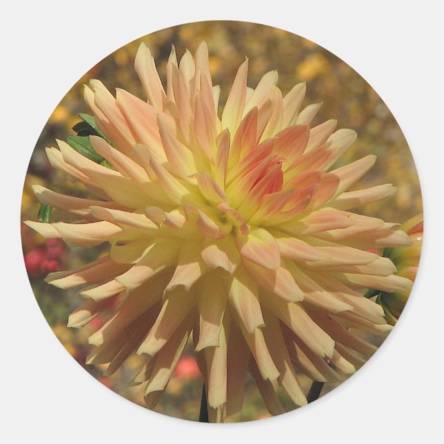 Adesivo Redondo Cactus Dahlia (Frente)