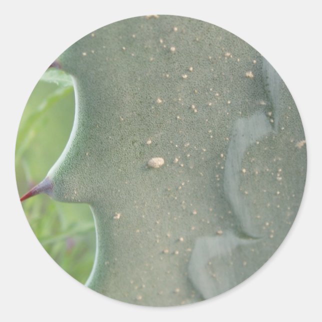 Adesivo Redondo Cactus Spike Stickers (Frente)