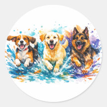 Cães Chapinhando