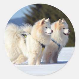Adesivo Redondo Cães Samoyed na Neve