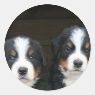 Adesivo Redondo Cãezinhos de cachorro da montanha Bernese