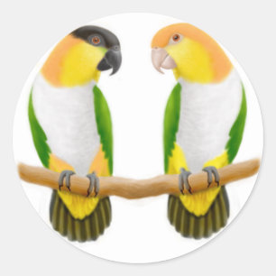 Adesivo Redondo Caique Parrot Love Sticker