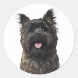 Adesivo Redondo Cairn Terrier Love Puppy Dog Mãe Pele Mama Canina