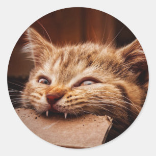 Adesivo Redondo Caixa de papelão de gato mordendo