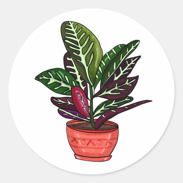 Adesivo Redondo Calathea Arte Familiar Desenhada À Mão (Frente)