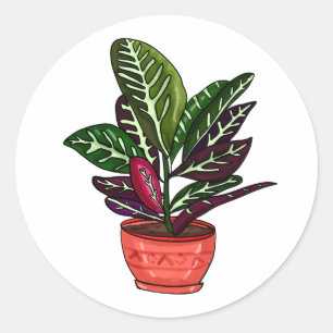 Adesivo Redondo Calathea Arte Familiar Desenhada À Mão