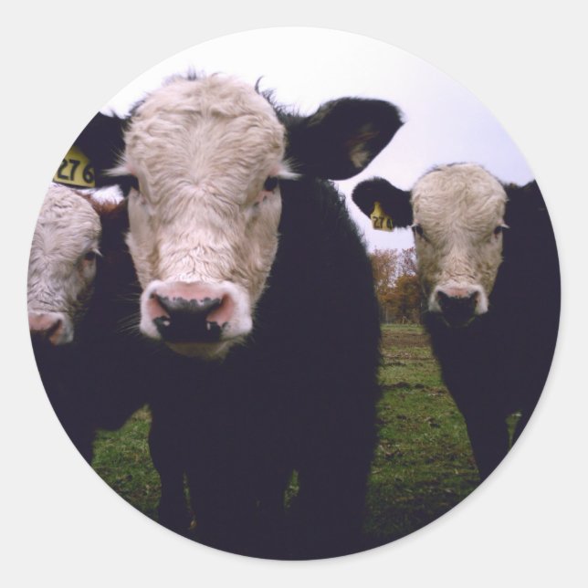 Adesivo Redondo Calf Trio (Frente)