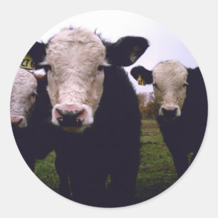 Adesivo Redondo Calf Trio