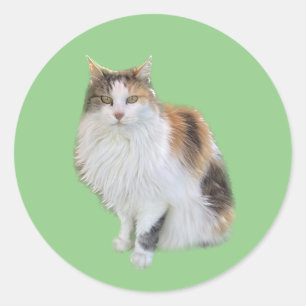 Adesivo Redondo Calico Cat Sticker