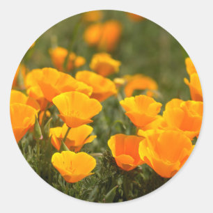 Adesivo Redondo California poppies, Montana de Oro State Park