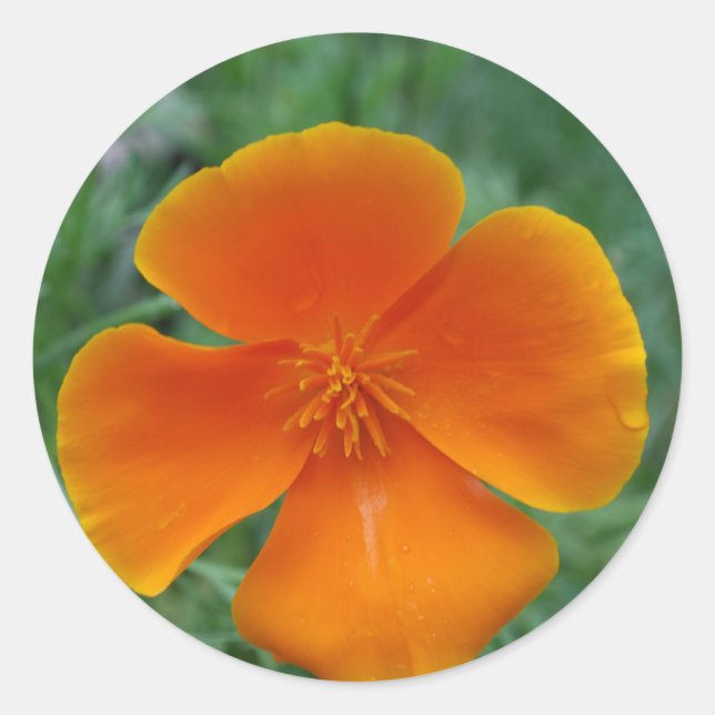 Adesivo Redondo California Poppy (Frente)