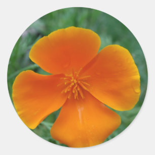Adesivo Redondo California Poppy