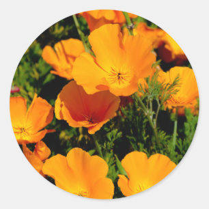 Adesivo Redondo "California Poppy"