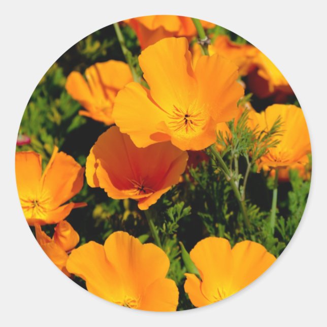 Adesivo Redondo "California Poppy" (Frente)