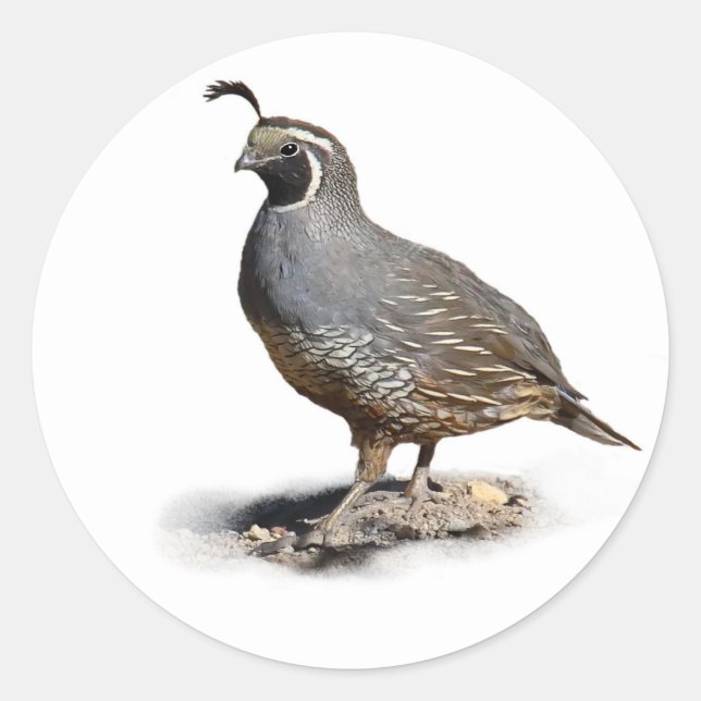 ADESIVO REDONDO CALIFORNIA QUAIL (Frente)