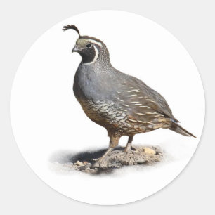 ADESIVO REDONDO CALIFORNIA QUAIL