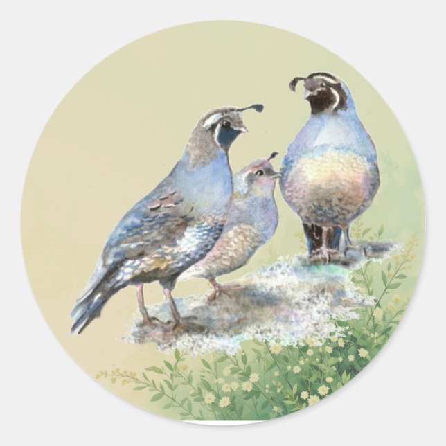 Adesivo Redondo California Quail Birds Watercolor Art  (Frente)