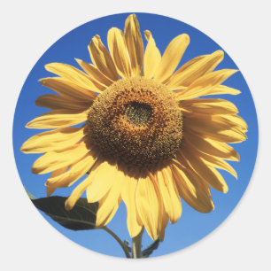Adesivo Redondo Califórnia, Um Girassol Gigante (Helianthus) 3